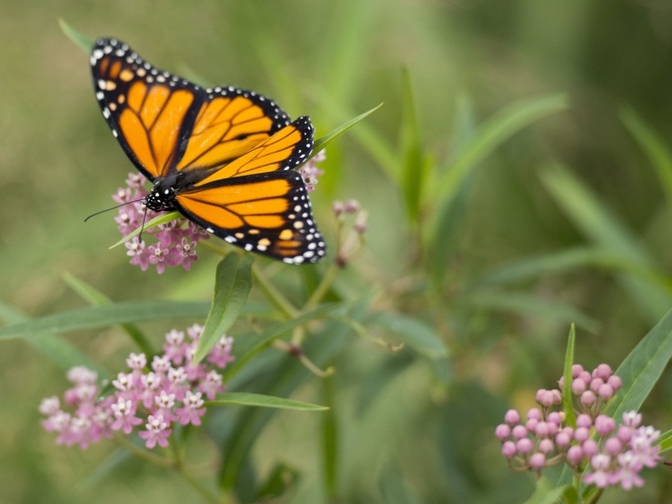 Native plants and organic gardening