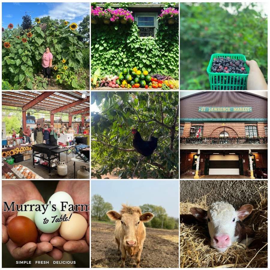 Market garden, organic fruit and vegetable farms