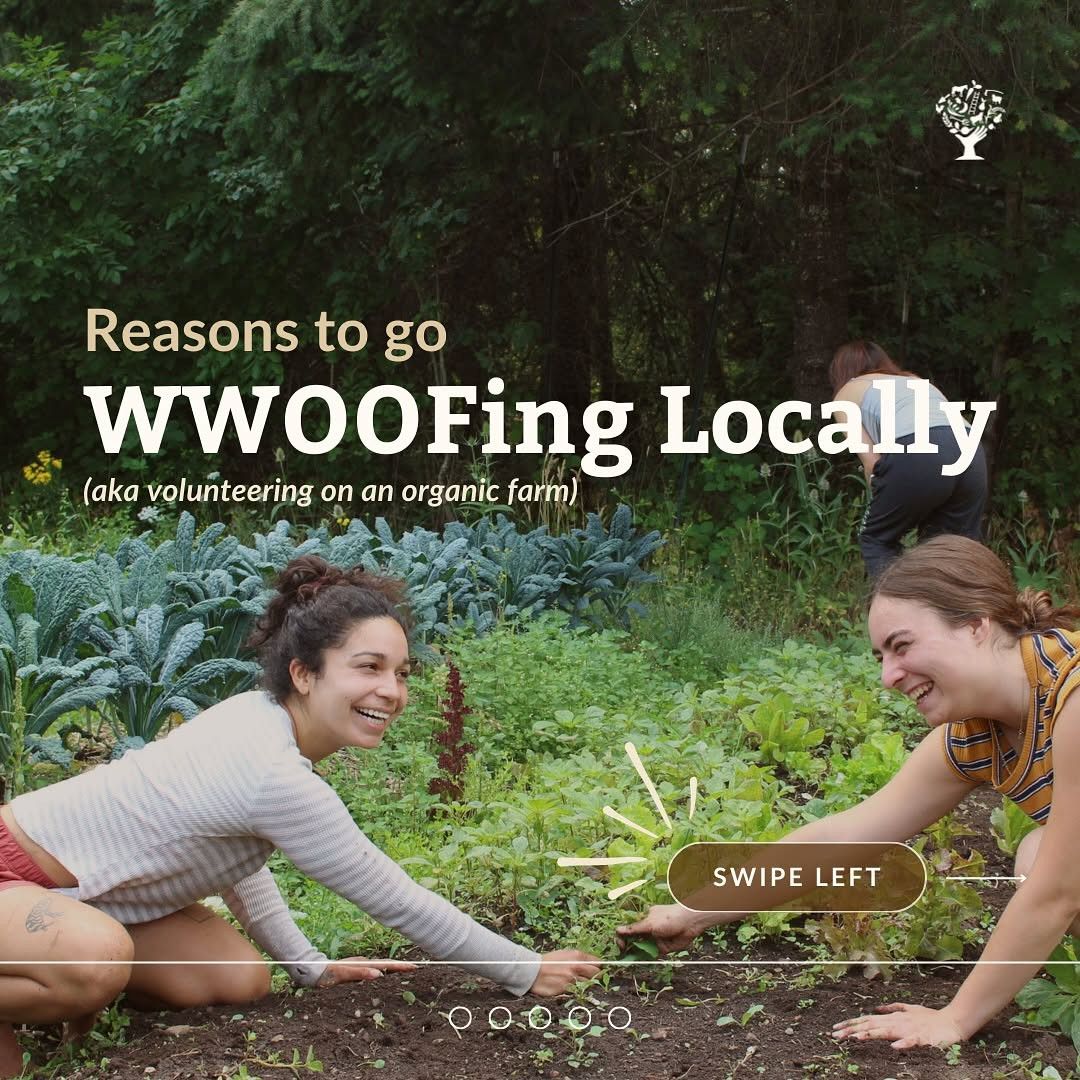 Volunteer outdoors on organic farms